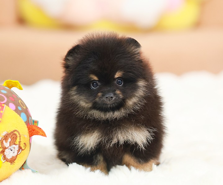 ปอมหน้าหมี ปอมแท้ ปอมเมอเรเนียน HRF-50567 เพศหญิง สีแบล็คแทน อายุ 2 เดือน ตัวเล็...