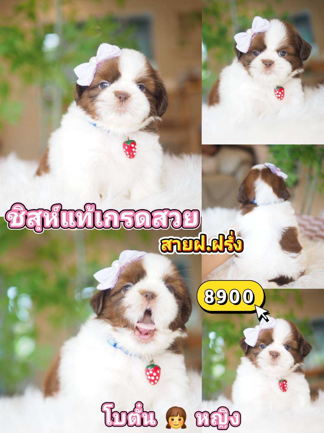 SHIHTZU