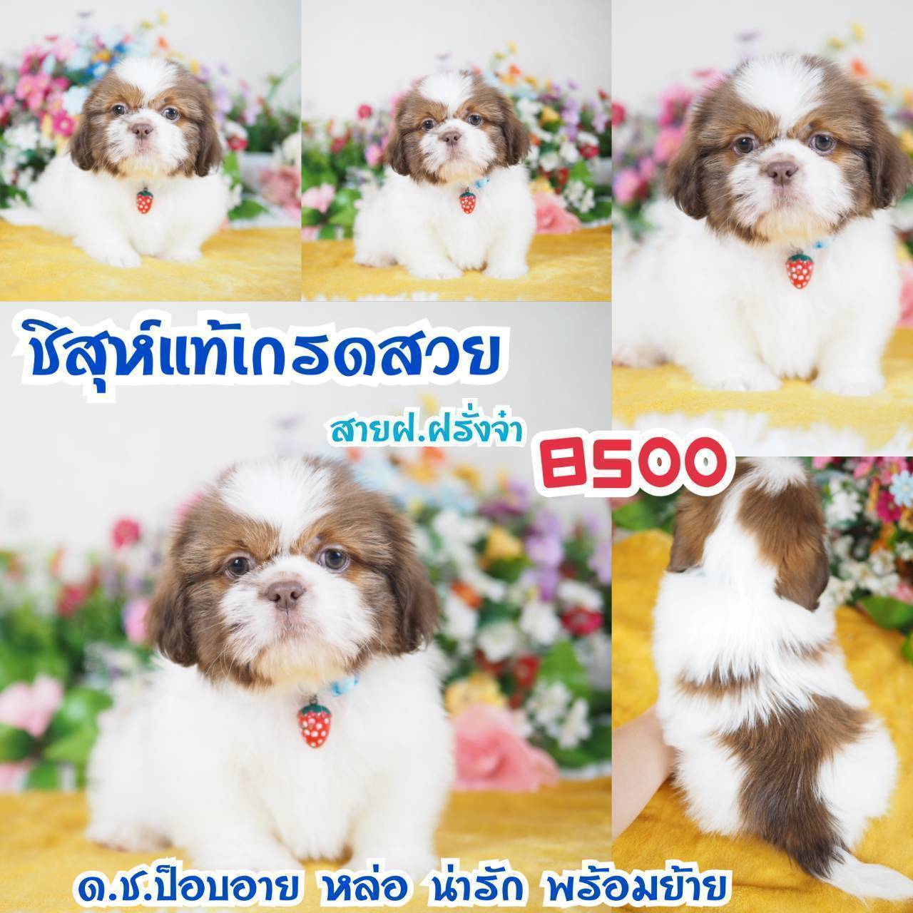 กิ๊ฟซ่า ชิสุห์