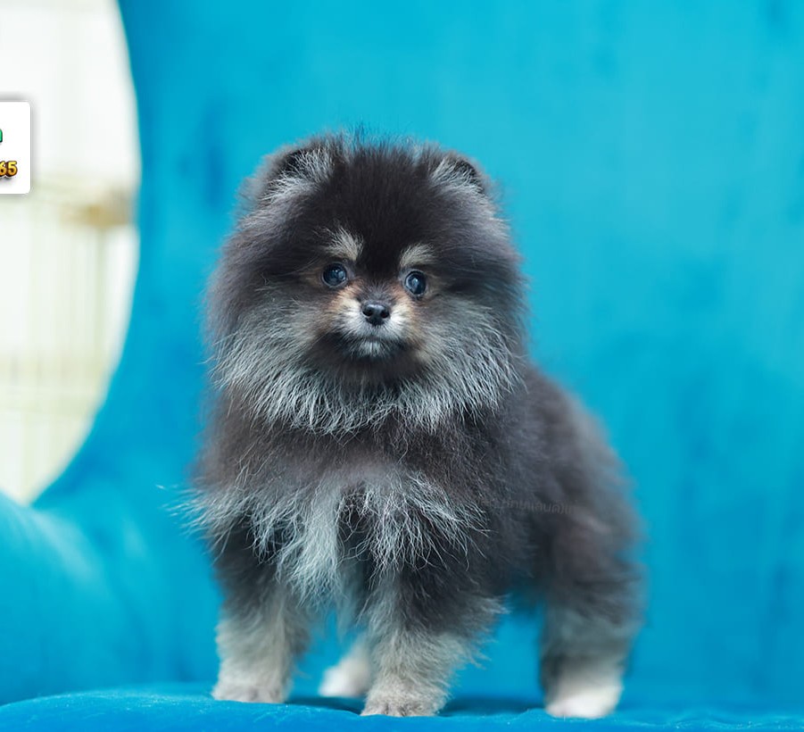 ปอมแท้ ปอมหน้าสั้น HRM-89106 เพศชาย สีแบล็คแทน หนุ่มฮอต หน้าตาน่ารัก น่าเอ็นดูมา...