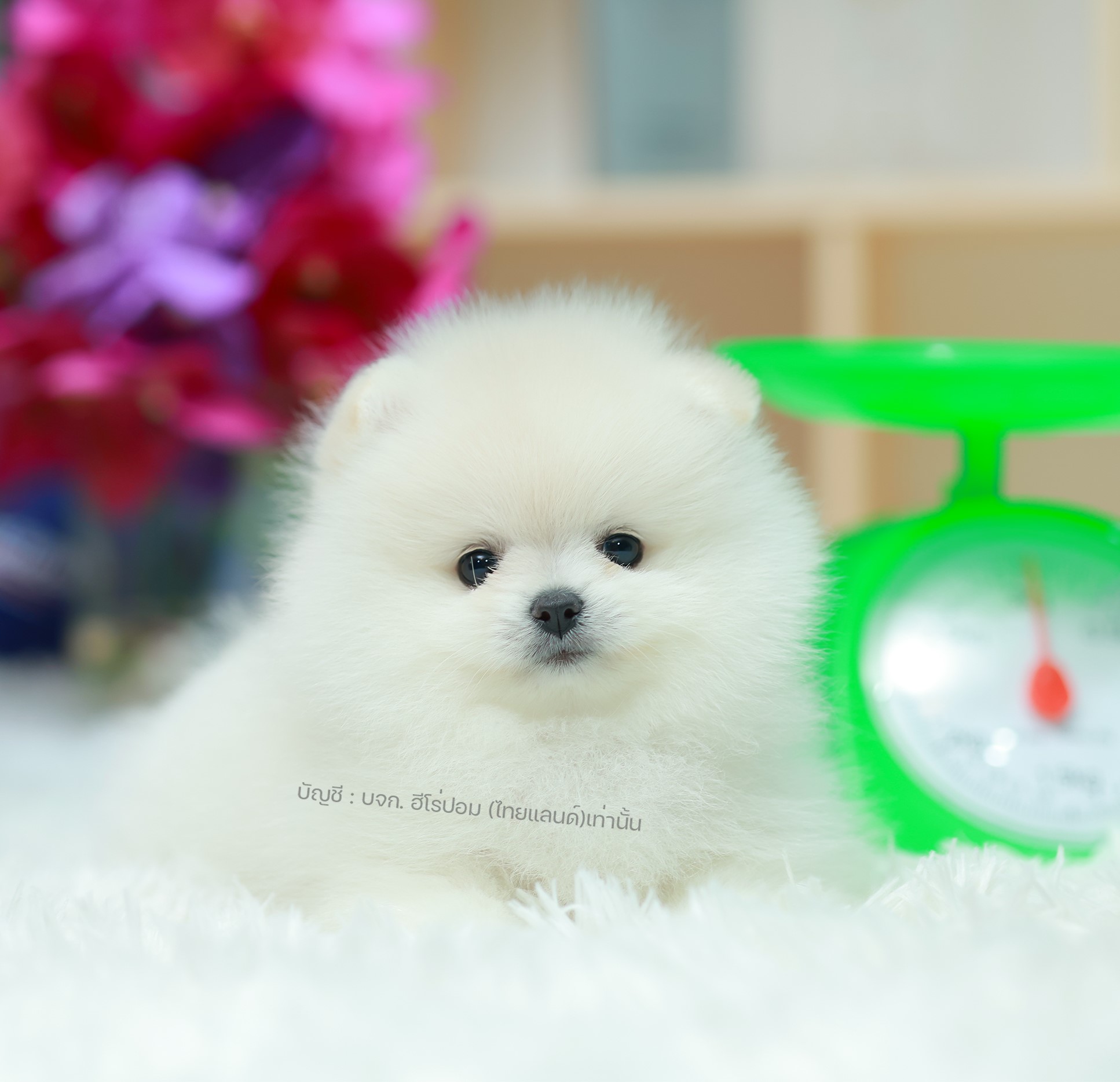 ปอมแท้ ปอมเมอเรเนียน HRF-68140 เพศหญิง สีขาว อายุ 2 เดือน หน้าตาน่ารัก ขาสั้น ขน...