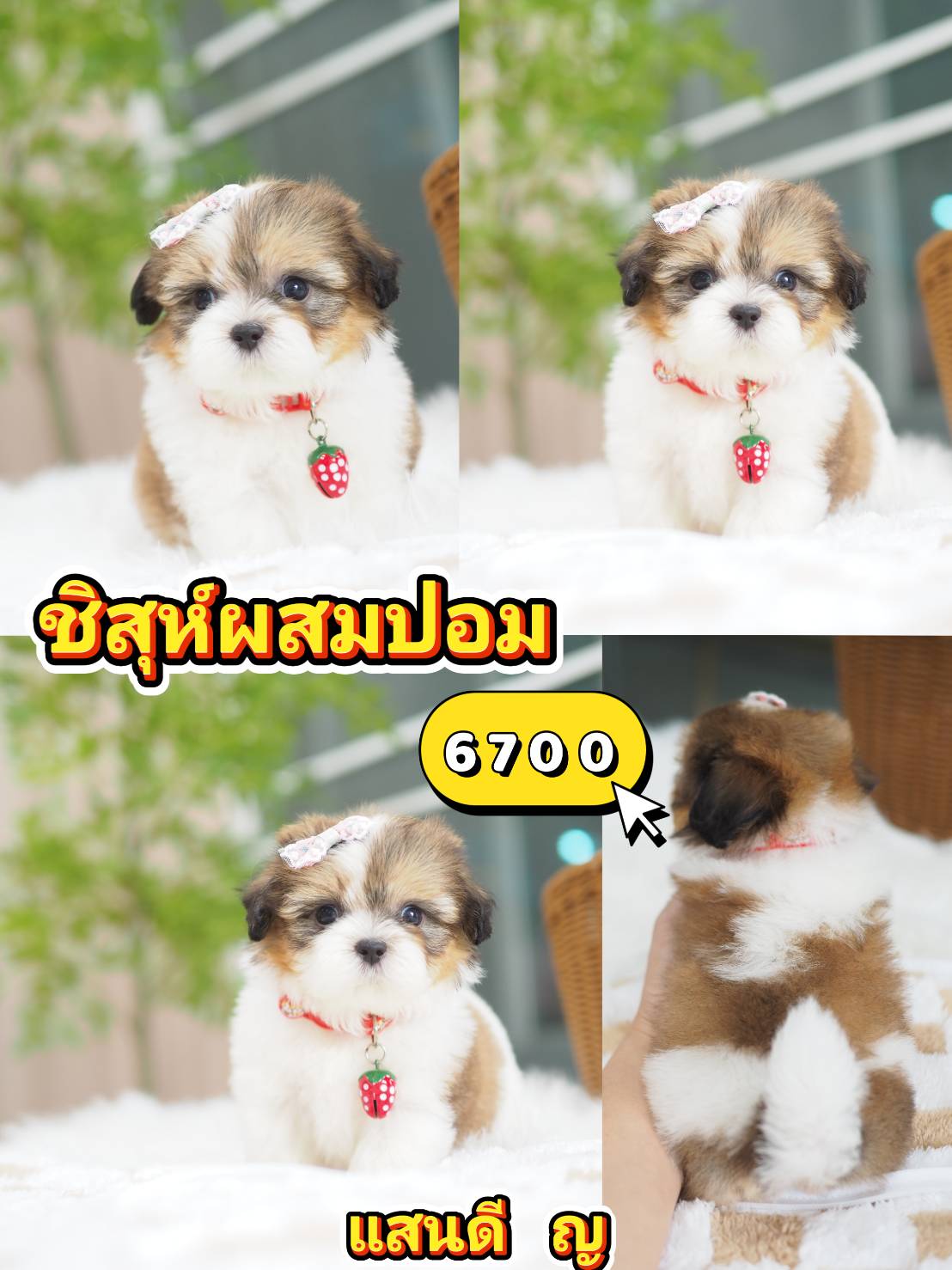 Shihtzu
