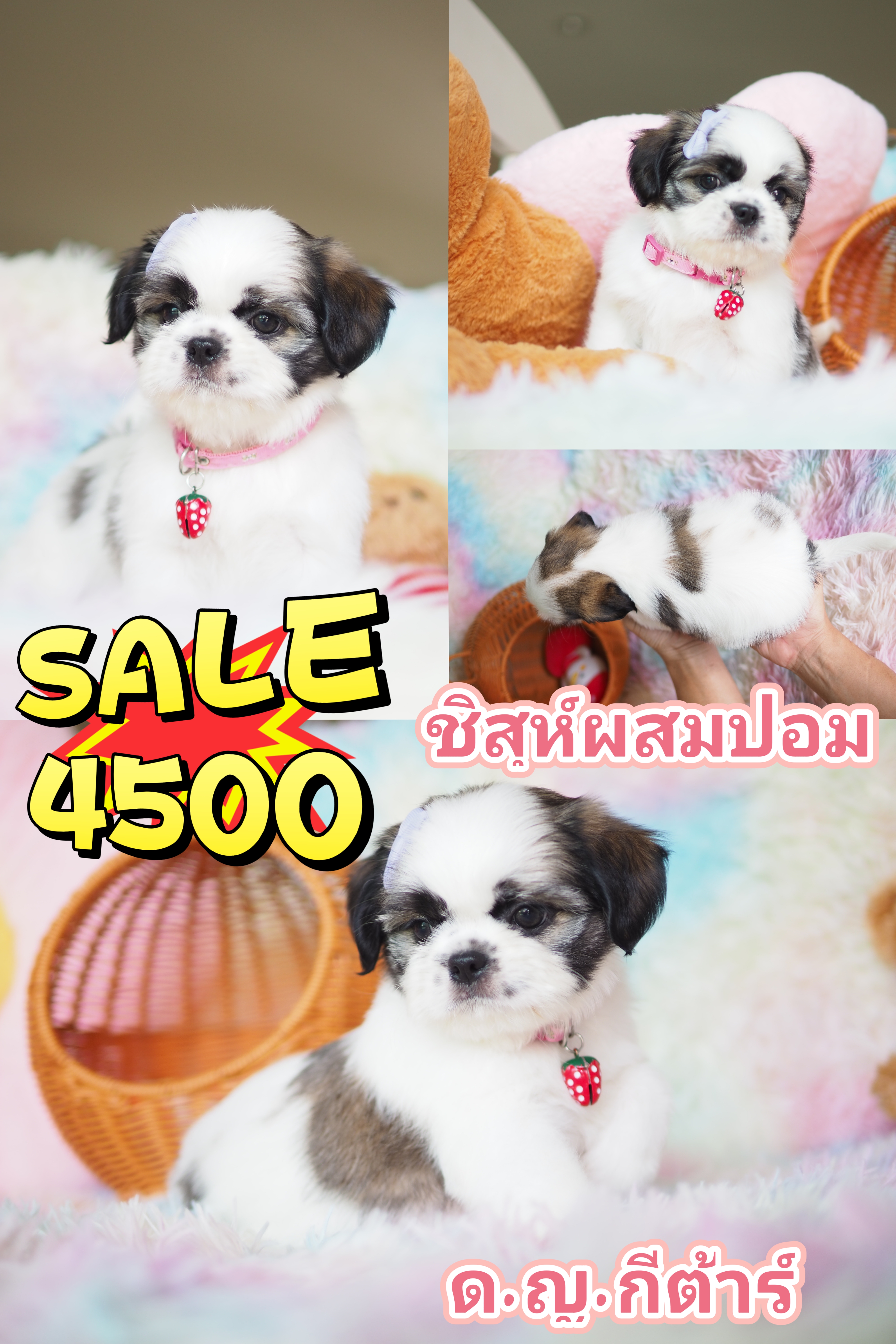 กิ๊ฟซ่ามาแล้ว  จตุโชติ ไม่มีสาขา