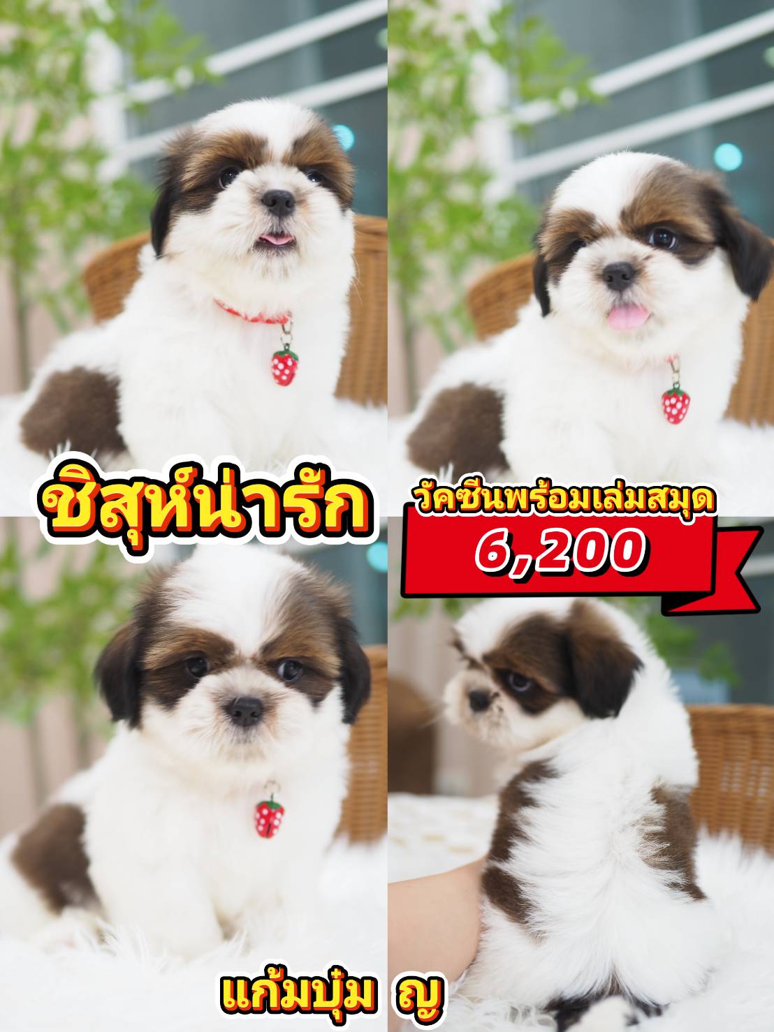 กิ๊ฟซ่าชิสุ ❤️ กทม