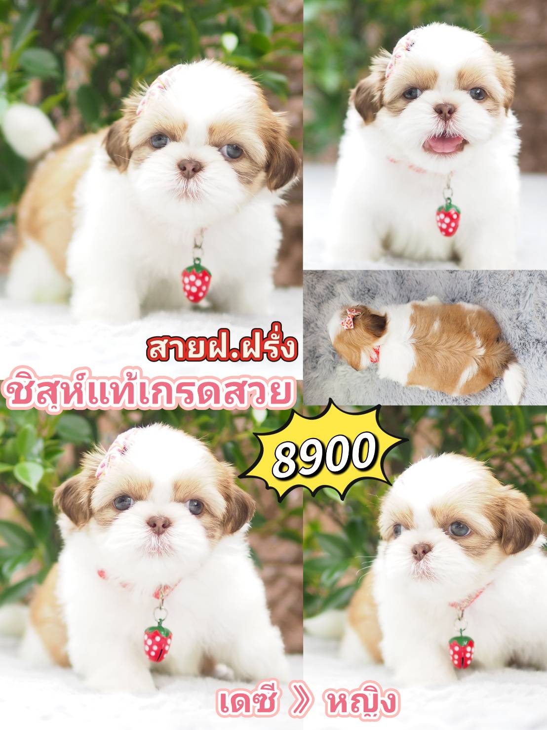 Shihtzu