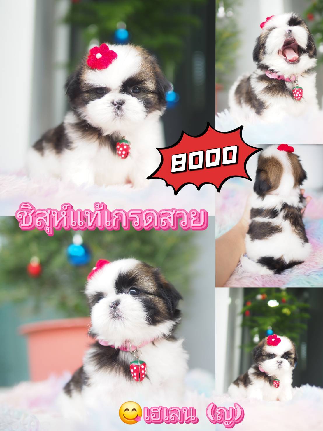 กิ๊ฟซ่า ลดได้