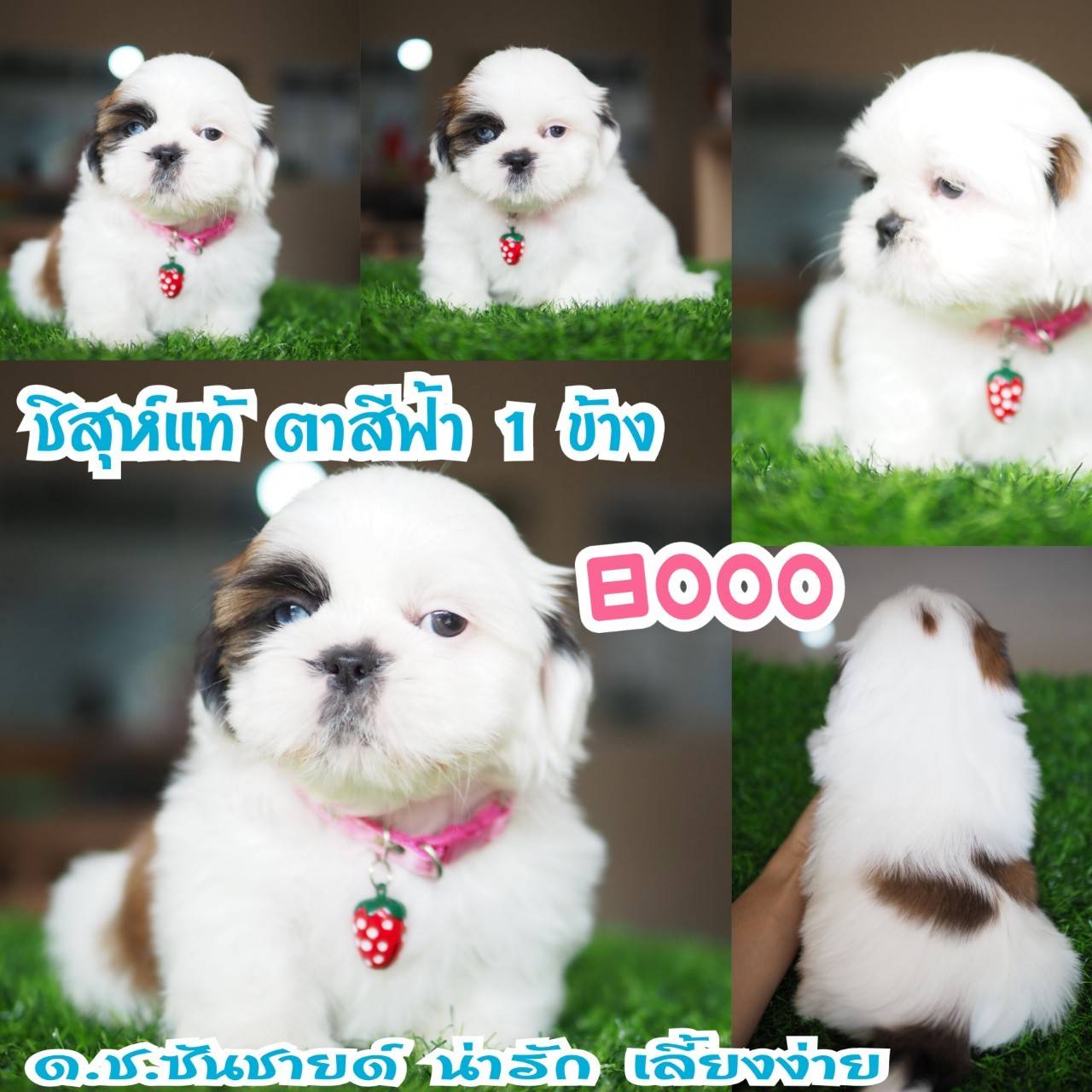 อาณาจักรกิ๊ฟซ่า แหล่งรวบรวม ชิสุห์ สุดน่ารัก
