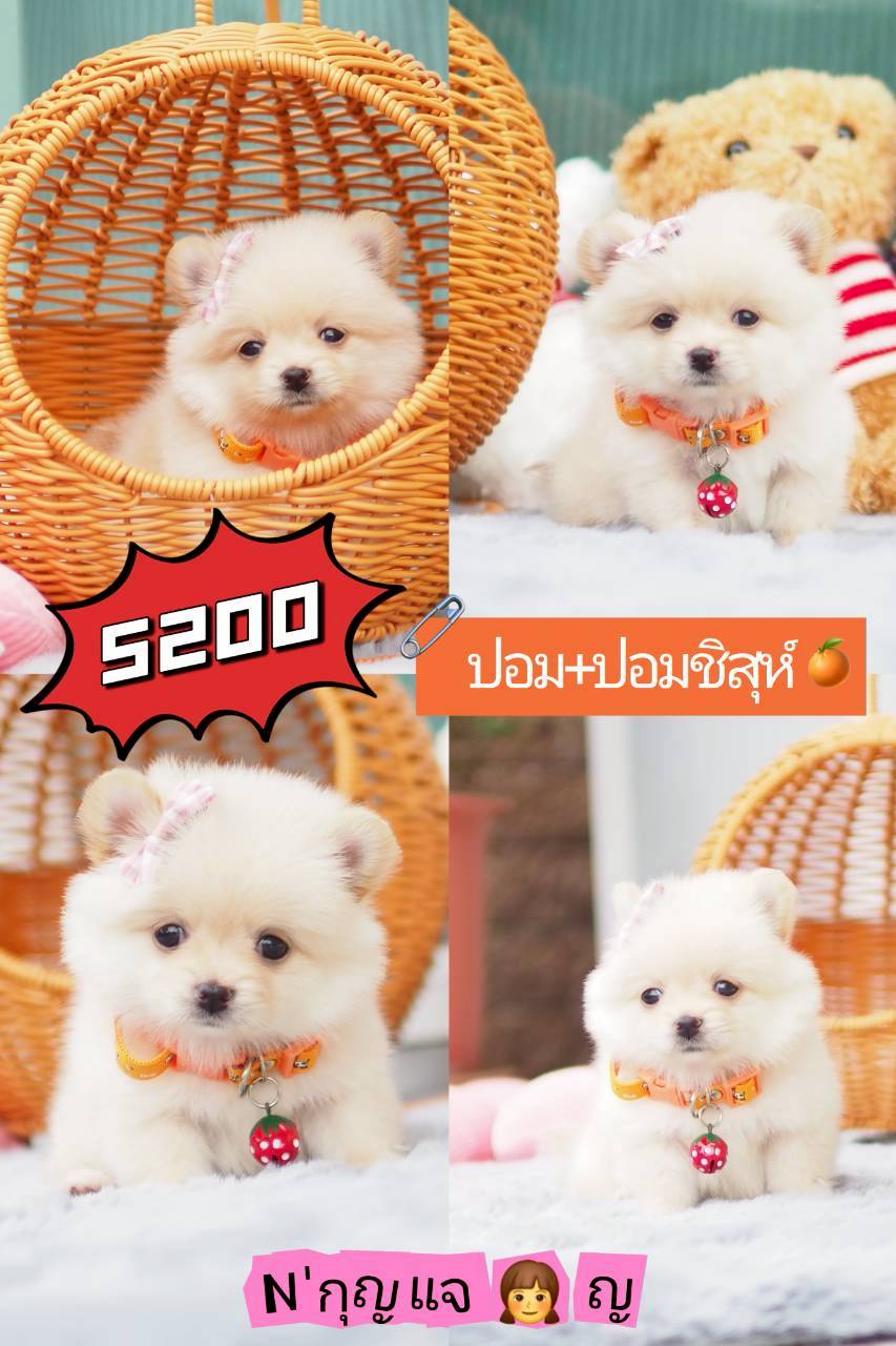 ปอมชิสุ  กิ๊ฟซ่า