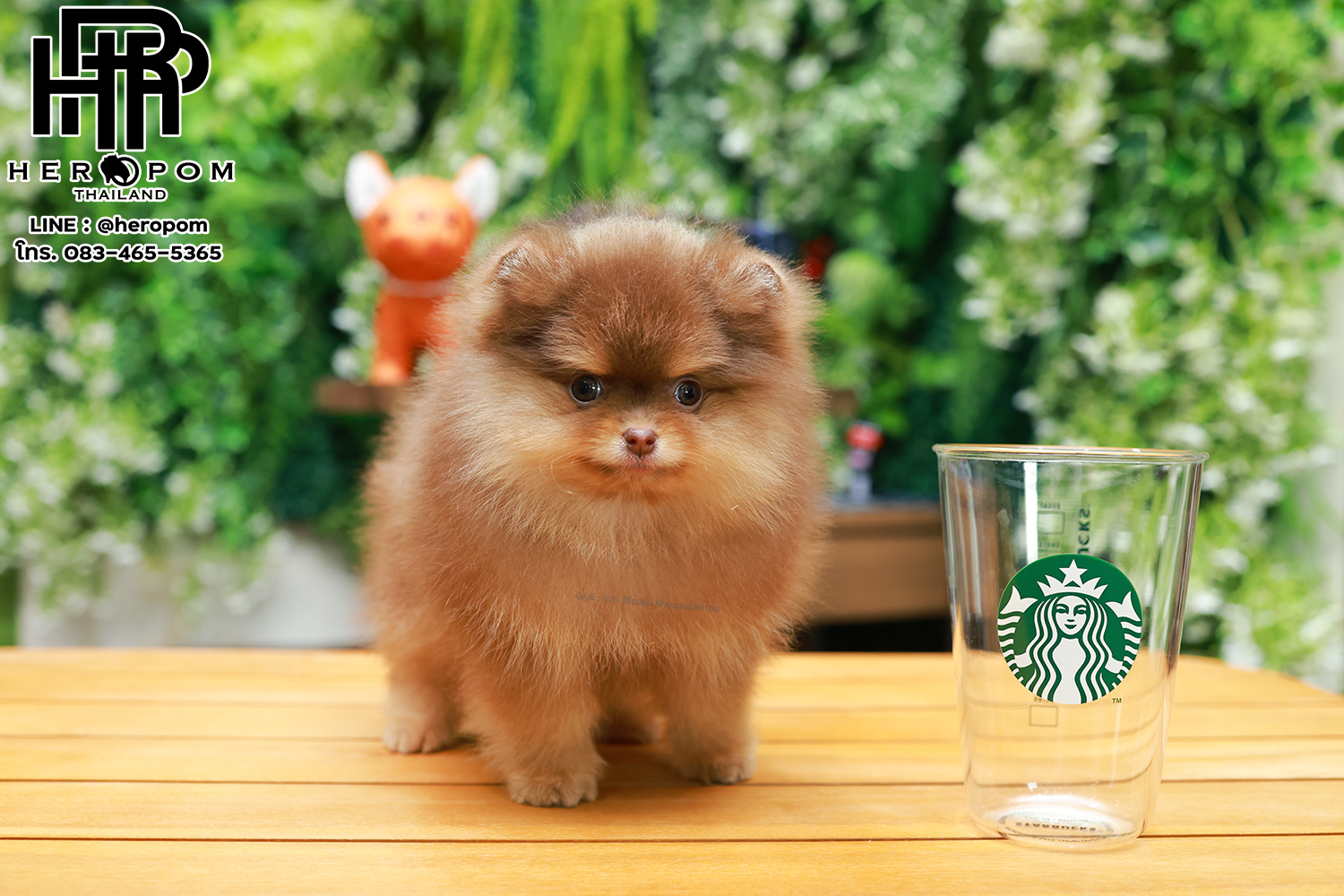 ปอมแท้ ปอมหน้าหมี HRM-89135 เพศชาย สีช็อคแทน ตัวจิ๋วตัวเล็ก แก้มอ้วน น่าฟัดมาก ๆ...