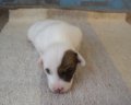 ขายลูกแจ๊ครัสเซลเทอร์เรียพันธุ์แท้ (jackrussell terrier)