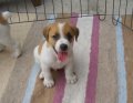 ขายลูกแจ๊ครัสเซลเทอร์เรียพันธุ์แท้ (jackrussell terrier) 