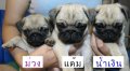 ขายปั๊กอ้วนๆน่ารักๆ