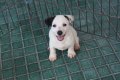 >>>หาบ้านให้น้อง Jack Russel สุดหล่อสุดสวยค่ะ น่ารักมากกกกก : ) <<...
