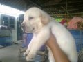 ขายลูกสุนัขลาบราดอร์สายเลือด Am.Th แชมป์ 6000.นครปฐม