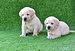 เ ปิ ด จ อ ง ลู ก ล า บ ร า ด อ ร์ ส ว ย ๆ จาก LamphunLoveDog