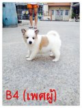 *ปิดการขาย*สุนัขบางแก้ว สวย แข็งแรง  มีใบ pedigree