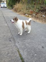 *ปิดการขาย*ตัวสุดท้ายg2ลดเหลือ3500+วัคชีนเข็มแรก มีใบ pedigree 