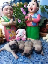 น้องหมาพันธุ์ปั๊กแท้ ต้องการหาบ้านใหม่