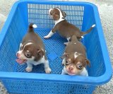 ชิวาวา สีช้อคโกแลต (เข้าไปดูคลิปที่ www.facebook.com/allbreedkennel)