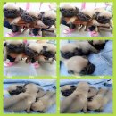 เปิดจองน้องปั๊กน้อย เพศผู้3ตัว อ้วนๆ 