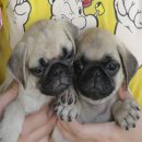 ขายลูกปั๊กชุดใหม่ หน้าสวย ริงเกิ้ลเต็ม สายแชมป์