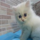 แมวเปอร์เซีย (Persian Cat) แท้ น่ารัก เพศผู้ อายุ 2เดือน ขาวล้วน