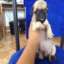 น้องปั๊ก 4 ตัว เจิดจรัสทุกตัว ริงเกิ้ลเต็ม