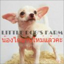 LITTLE DOG'S FARM : น้องย้ายบ้านแล้วค่ะ  ชิวาวาขนสั้น สีขาว หน้าสวยแบ๊วๆค่ะ