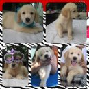 ลูกโกเด้นแท้ เพศผู้ อายุ 2 เดือน