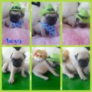 ขายน้องปั๊กน้อย♡อ้วนจ้ำม่ำ หน้ามู่ทู่ น่ารักฟรุ้งฟริ้ง แข็งแรง ปลอดโรค 