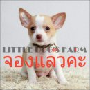 LITTLE DOG'S FARM : จองแล้วค่ะ ชิวาวาขนสั้น สีแฟนซีขาว-น้ำตาล สีหวานน่าตาน่ารักจ...