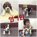 ขายลูกบีเกิลสายพันธุ์แท้ มาร์คสามสี เพศผู้