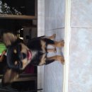 หาบ้านใหม่ให้น้องชิวาว่าเพศเมีย