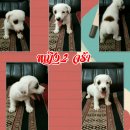 ลูกJack พร้อมย้ายบ้านใหม่แล้วครับ***ปิดการขายครับ***