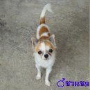 ทีคัพแท้ ไม่ต้องกลัวกลายพันธุ์ ราคา 6000 เท่านั้น อายุครบปีหนักไม่ถึงโล