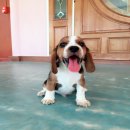 น้องบีเกิ้ล  เพศผู้  พร้อมย้ายบ้านราคาไม่แพงจร้า