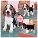 น้องบีเกิ้ล ผู้ 1 เมีย 2 พร้อมย้ายบ้านจร้า