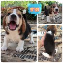 น้องบีเกิ้ล ผู้ 2 เมีย 1 พร้อมย้ายบ้านจร้า