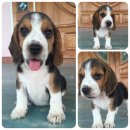 น้องบีเกิ้ลเพศเมีย ราคา 6000 พร้อมบ้ายบ้านจร้า