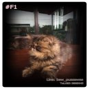 ขายลูกแมวเปอร์เซียหน้าบี้ เพศเมีย 2ตัว(มีรูปมีคลิป) ส่งได้ กทม./ใกล้เคียง