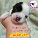 เปิดจอง ชิวาวาน่ารัก เพศผู้ อ้วนกลม น่าฟัด 