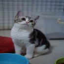 แมว scottish fold เพศผู้ หูตั้ง พร้อมย้ายบ้านค่ะ
