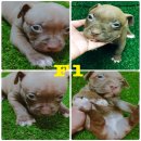 เปิดขายพิทบลู ราคาเบาๆคับ🐾🐾🐾