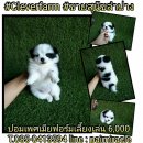 ปอมเพศเมียสีแฟนซีเพียง 6000 เท่านั้น สนใจสอบถามได้นะคะ ราคาต่อรองได้คะ