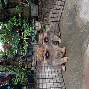 น้องปอม สวย น่ารัก ฉลาดฟุดๆ