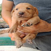 labrador fox red color  มีใบเพดดิกรีรับรองสายพันธุ์