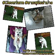 ไซบีเรียเพศผู้ Sale เหลือเพียง 6000 บาทเท่านั้นอ้วนๆสวยๆเลยค๊า