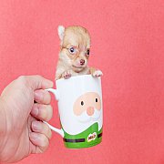 Chihuahua T-cup น้องชิ ทีคัพ เพศเมีย สายช็อค อายุ 50 วัน
