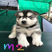 ไซบีเรียน แท้100