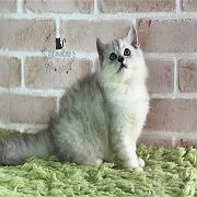 เปอร์เซียสีซิลเวอร์ บริการส่งจันทบุรี ระยอง ชลบุรี กทม